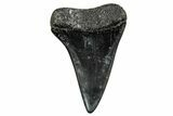 Fossil Broad-Toothed Mako Tooth - Georgia #339899-1